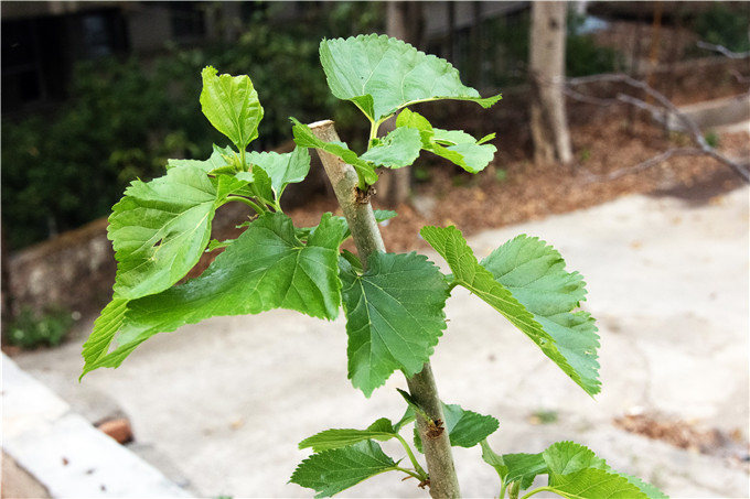 广东蚕桑研学基地种的桑树刚吐芽就遭偷摘基地无奈喷药警示市民