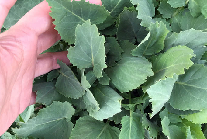 诸葛菜这种野菜很多人都没听说过,它的颜值很高,味道?