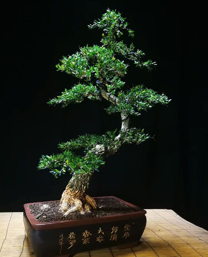 华哥养的袖珍型黄杨盆景,盆盆都是精品,让人一饱眼福!