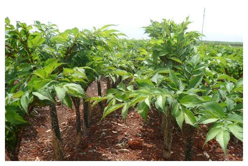 魔芋怎么種植產量高？
