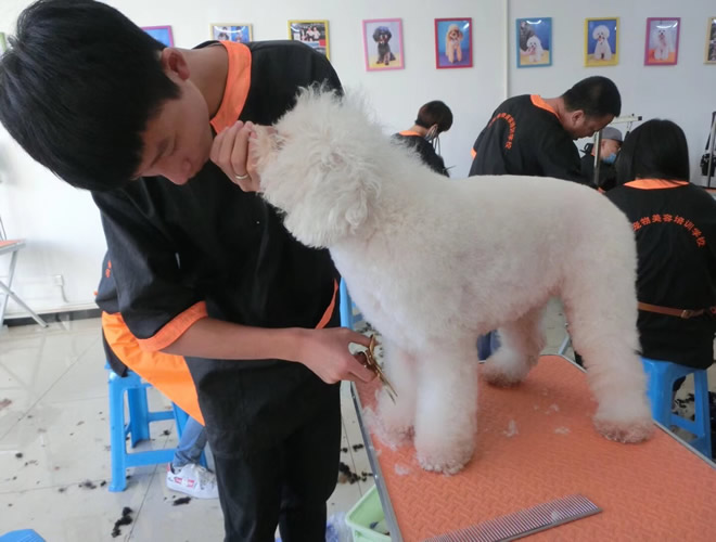 北京宠物美容师培训价格是多少