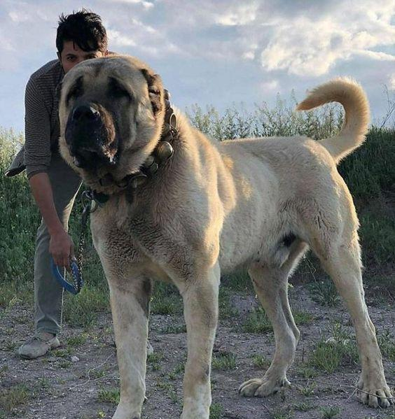 这4种犬堪称猛犬中的铁浮屠不但凶猛抗击打能力令人恐怖
