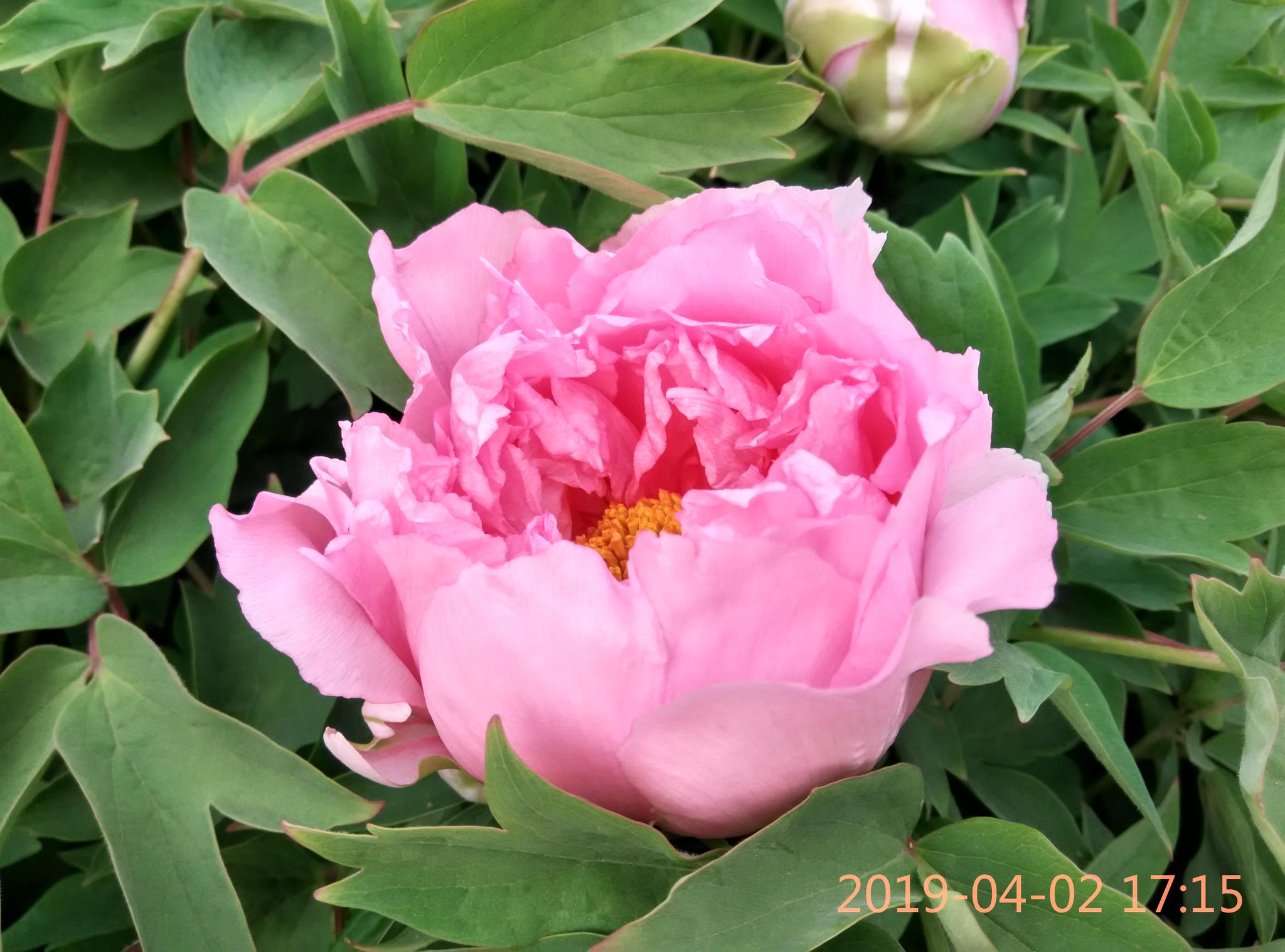 我家露台的牡丹花今年盛花朵 从苞蕾到绽放随拍