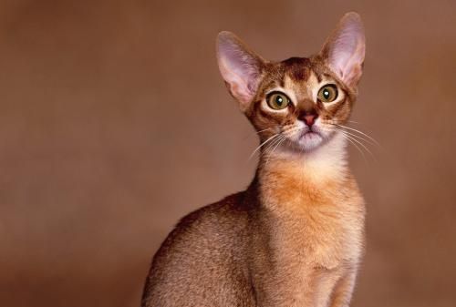 它是世界上最古老的猫拥有贵族血统曾是古埃及法老的宠物