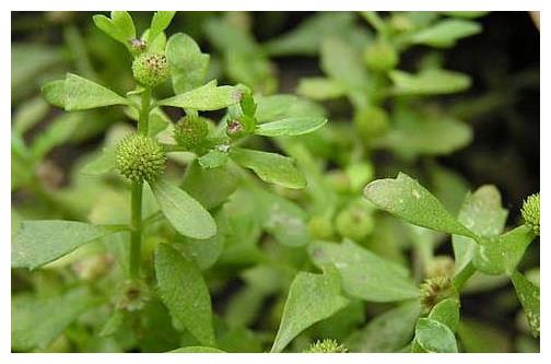 农村这一野草,是鼻炎"克星",通窍治鼻炎,可惜很多人还不知道