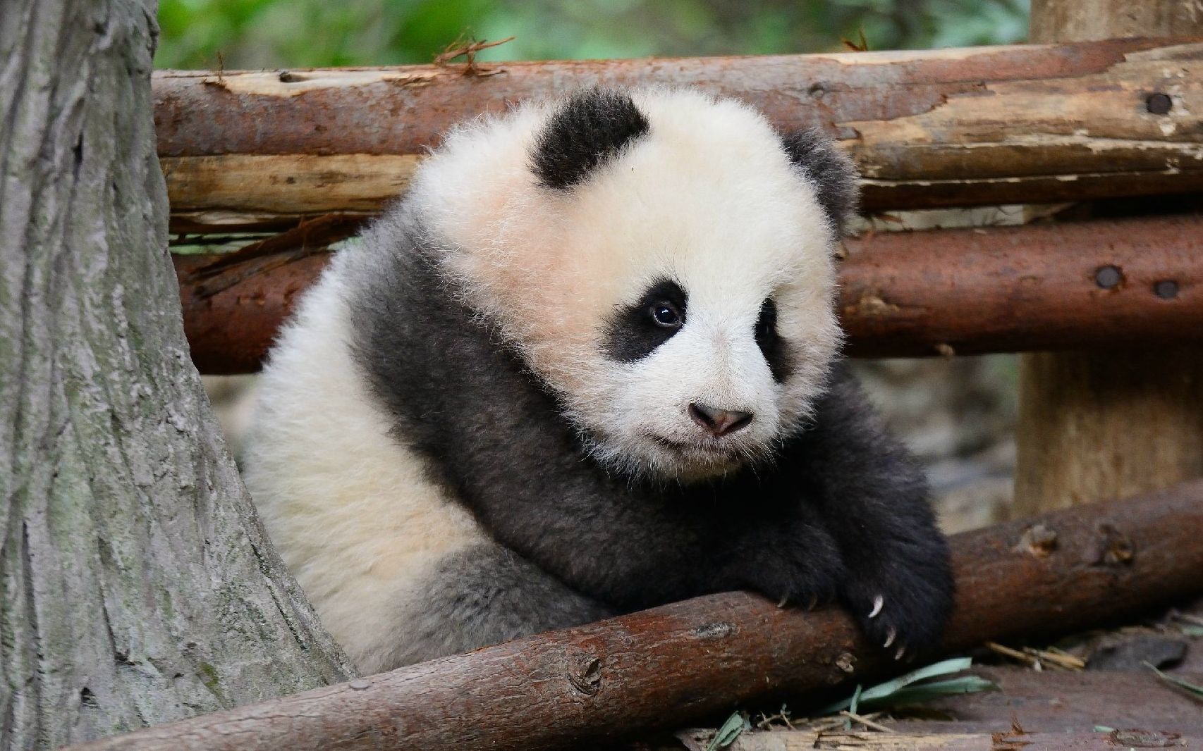 旅英大熊猫爬围栏遭电击中国网友不乐意我家国宝就这种待遇