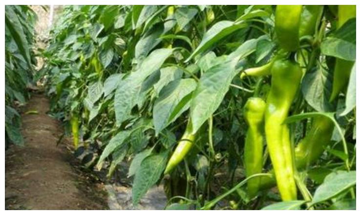 冬季春季辣椒為什么難坐果？農(nóng)民種植需掌握的幾點，收獲高產(chǎn)辣椒