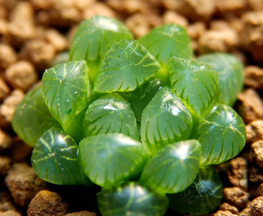 3种颜值高又精美的绿色多肉个个都像艺术品你不想拥有么