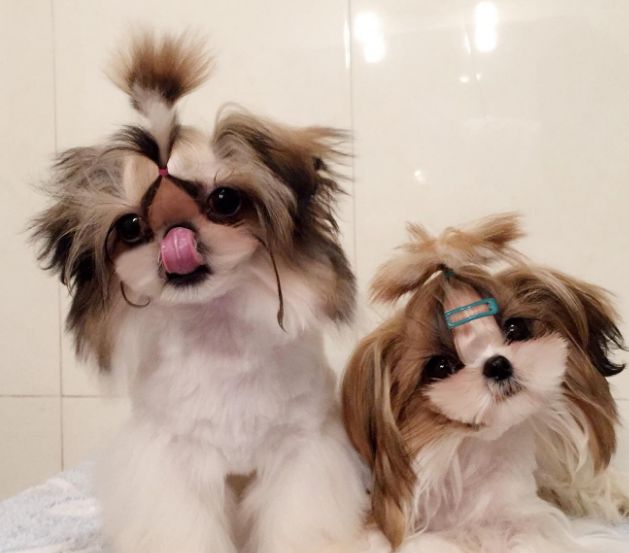 宠物狗:西施犬搞怪卖萌爱撒娇,娇小体型惹人爱,主人的开心果