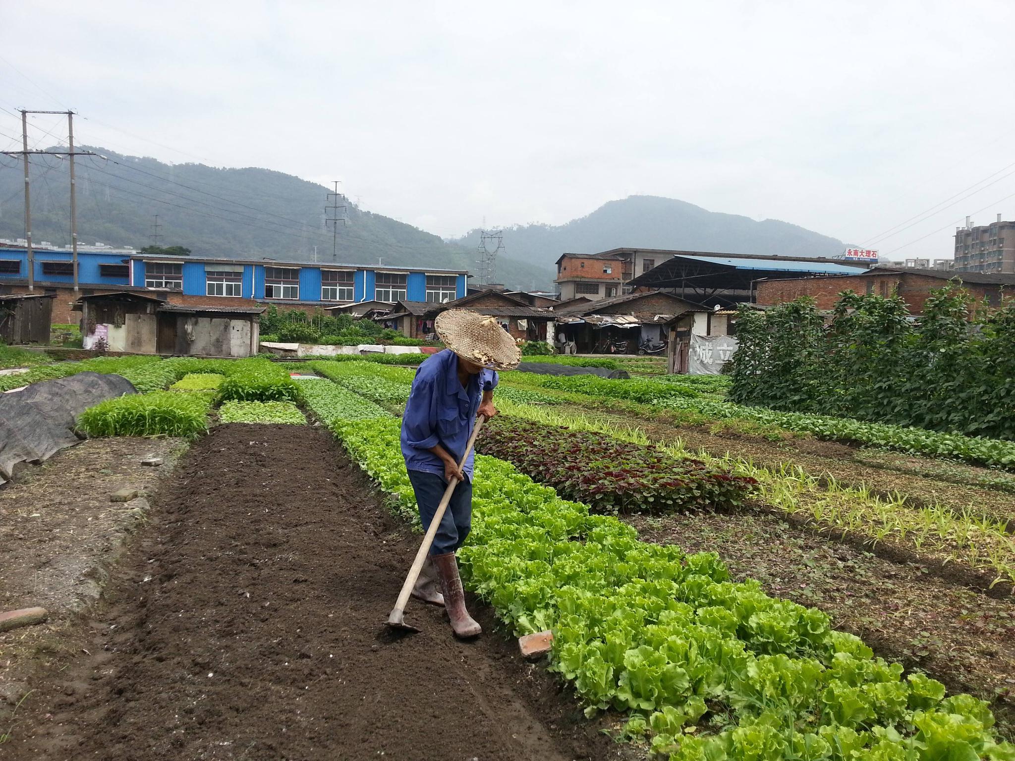 农村60岁以上的老人有高龄养老金,为什么他们还要坚持种地?|退休金|养老|农民_新浪新闻