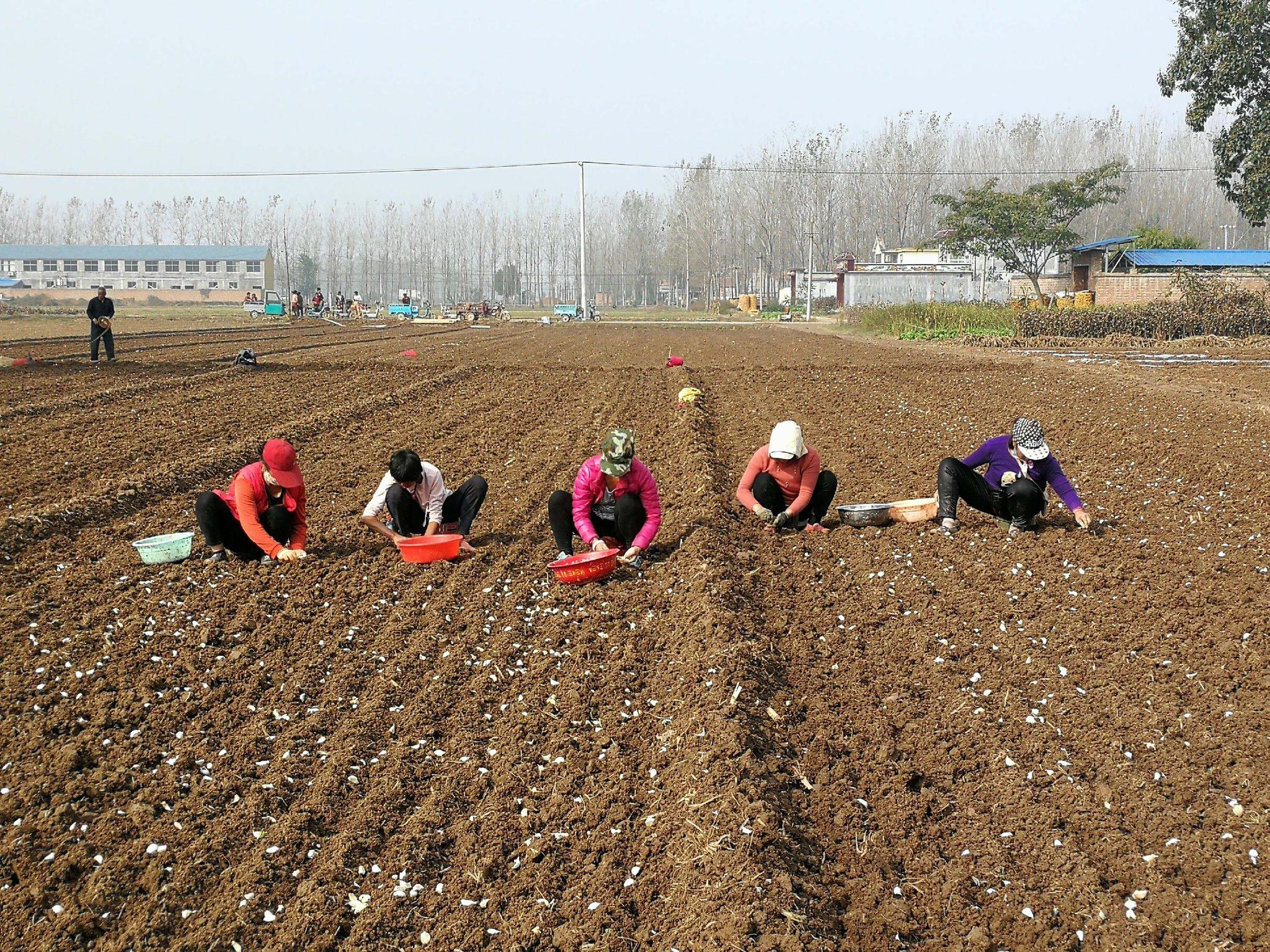 农村60岁以上的老人有高龄养老金,为什么他们还要坚持种地?|退休金|养老|农民_新浪新闻
