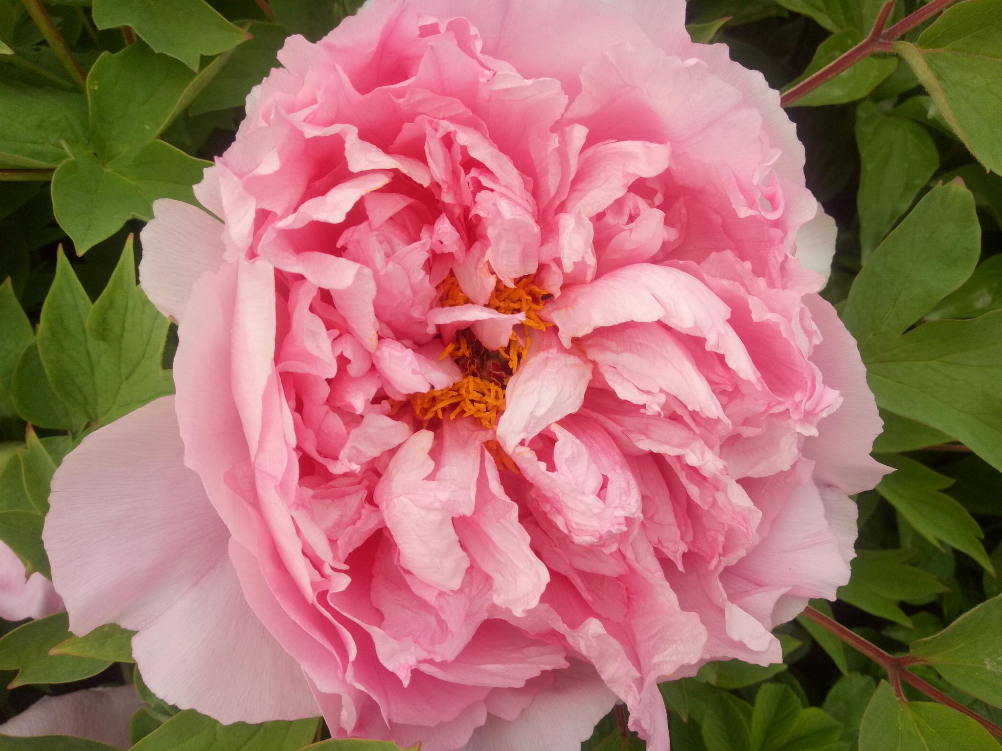 我家露台的牡丹花今年盛花20朵从苞蕾到绽放随拍