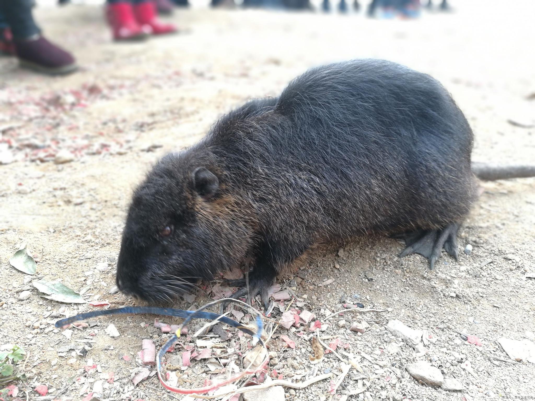 不过这大"老鼠"是老鼠?我怎么看着像水獭呢?
