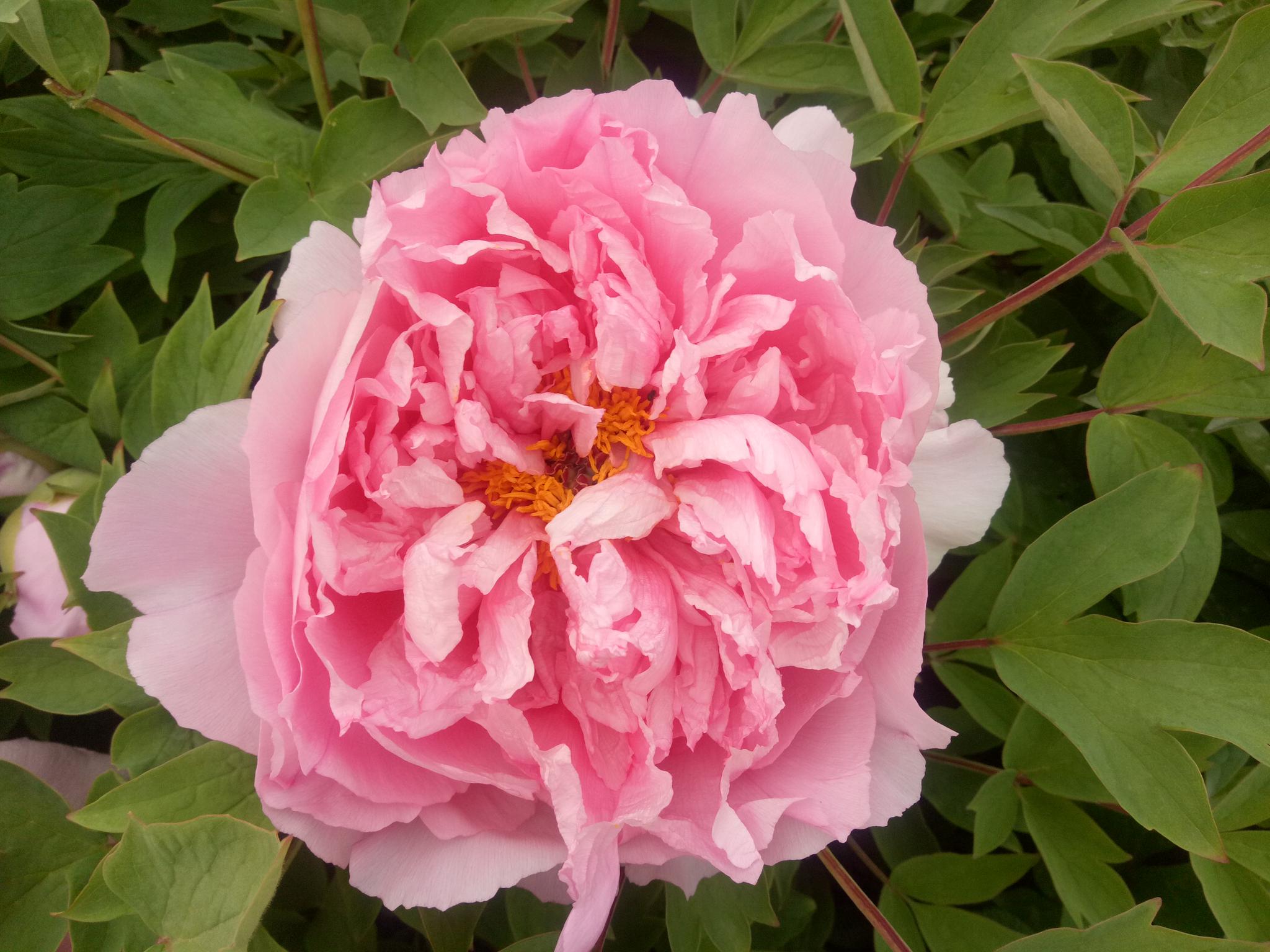 我家露台的牡丹花今年盛花20朵从苞蕾到绽放随拍