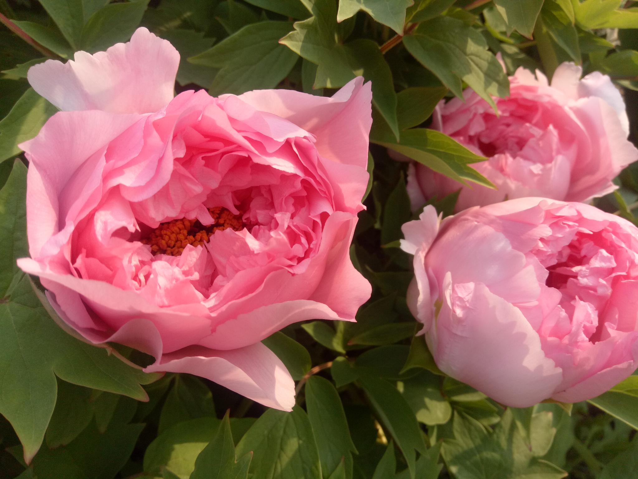 我家露台的牡丹花今年盛花20朵从苞蕾到绽放随拍