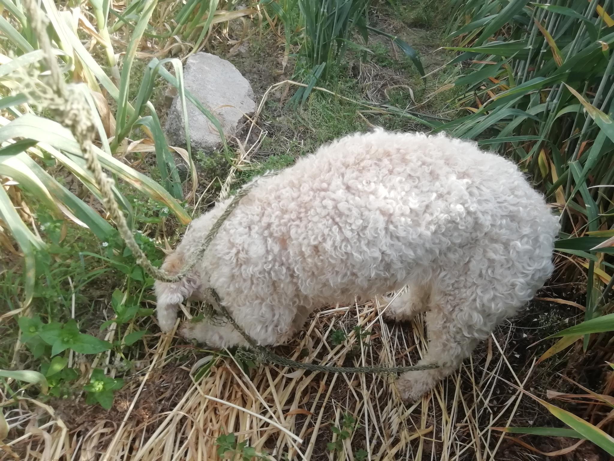 城市里的宠物羊毛狗来到农村,剪了毛更活泼,在庄稼地里生龙活虎