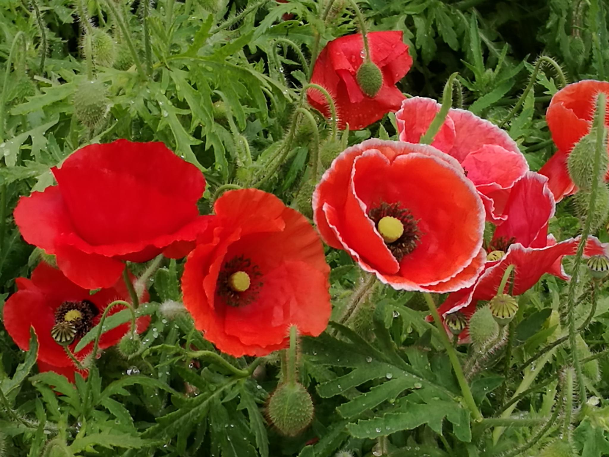 户外花草植物 虞美人_高清图集_新浪网