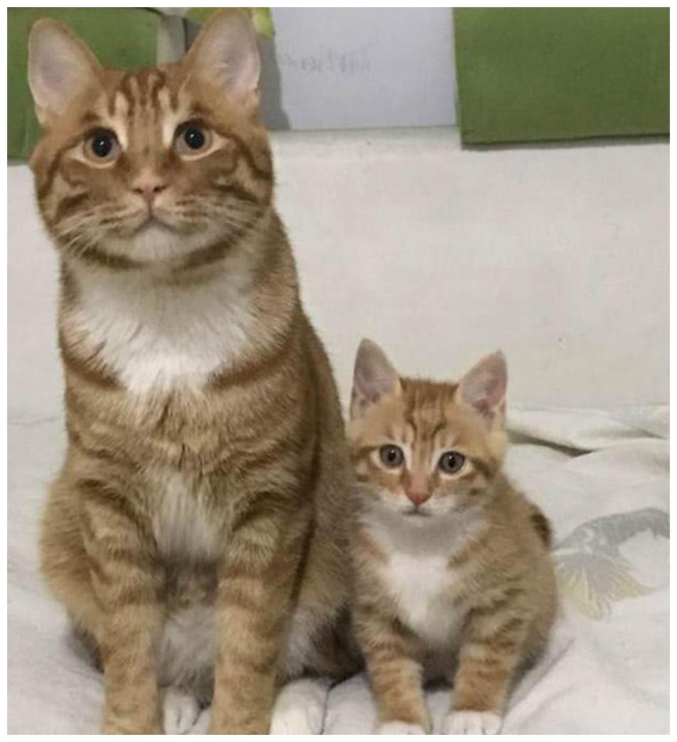 猫咪一家迎来猫宝,猫妈妈看到颜色不开心,猫爸爸却偷偷的乐了