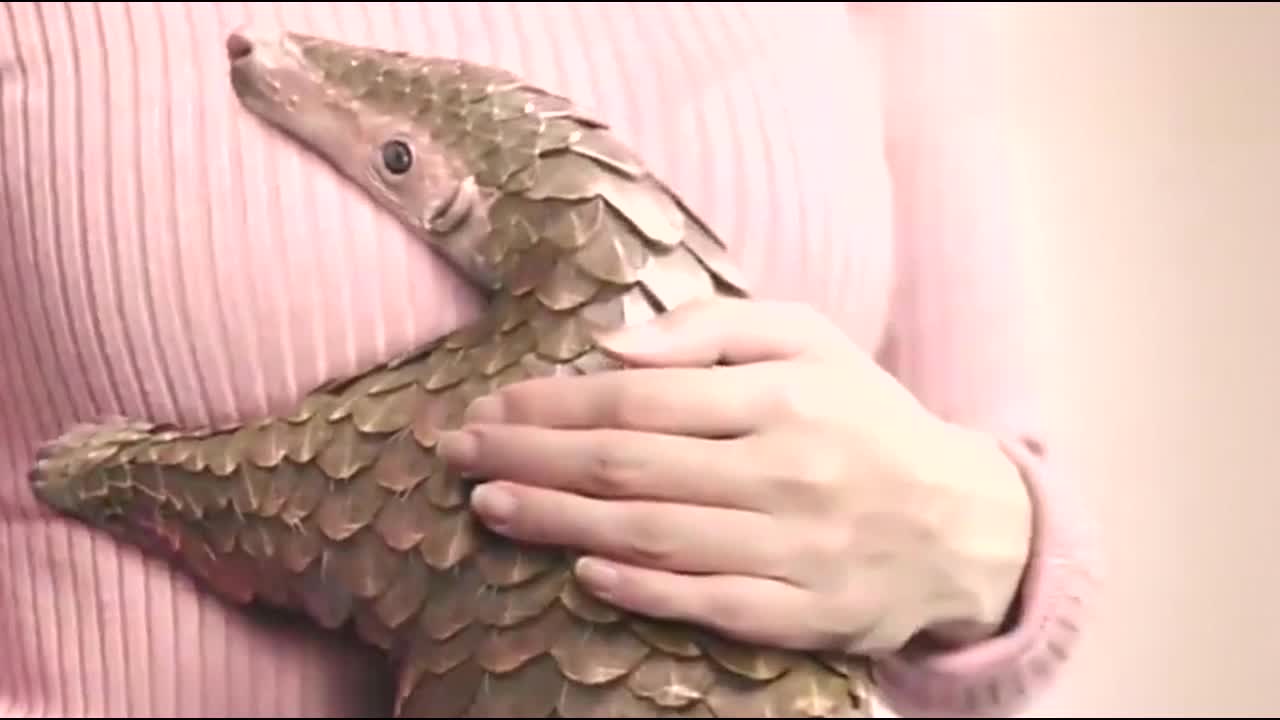 杨颖呼吁不要用穿山甲通乳30秒公益片爱心满满终没人黑她了