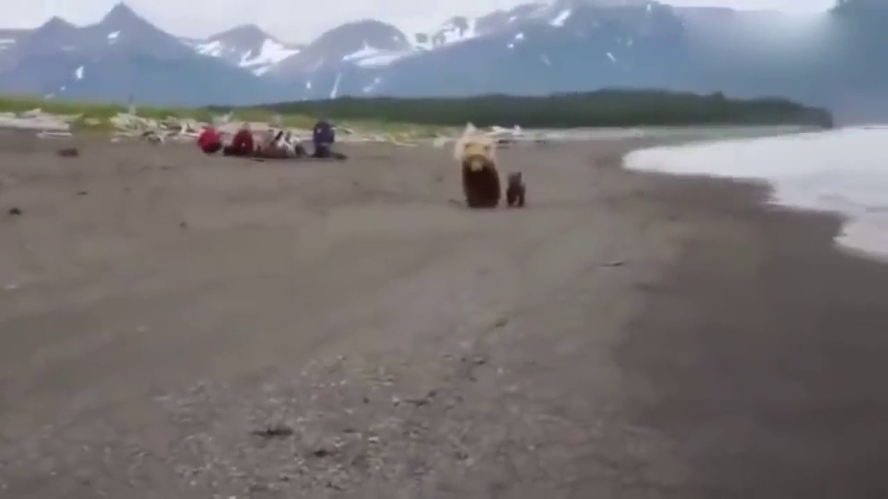 俄罗斯人为了对付棕熊,发明捕熊盔甲与熊搏斗