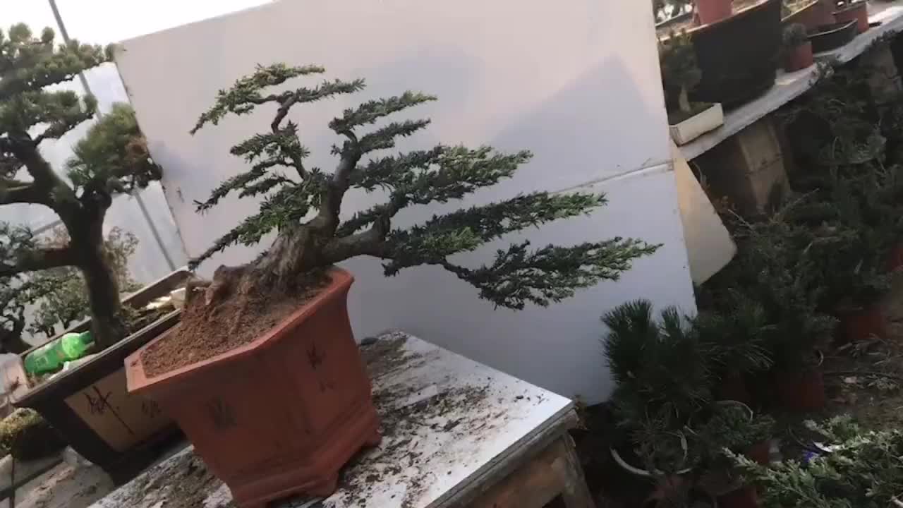 大悬崖式罗汉松盆景悬崖式盆景讲究气势跌宕奔放势如破竹__财经头条