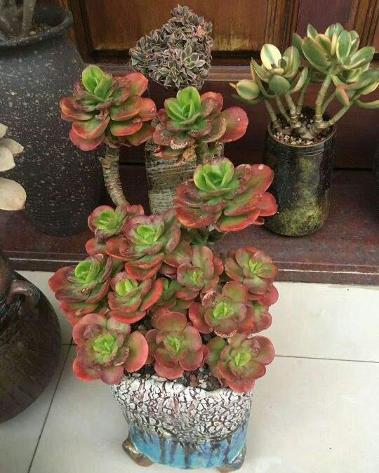 邻居养了3年多肉,个个长成"悬崖老桩",到底咋养的?