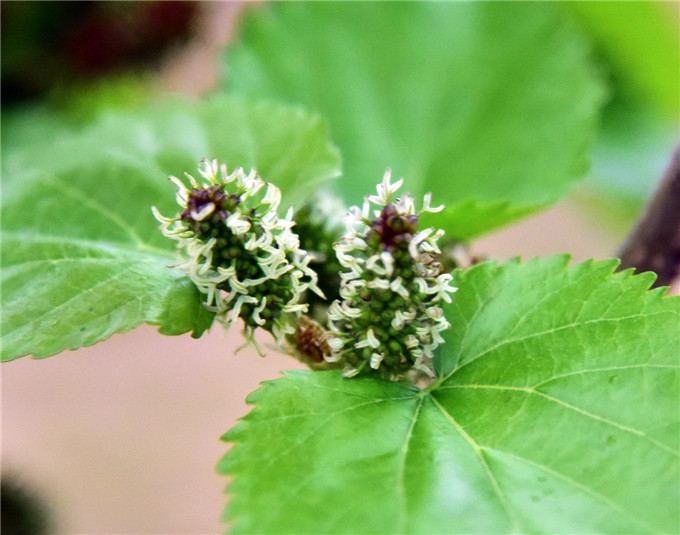 严冬过后绽春蕾,佛山渔耕粤韵文化园万株桑树发新芽开桑葚花