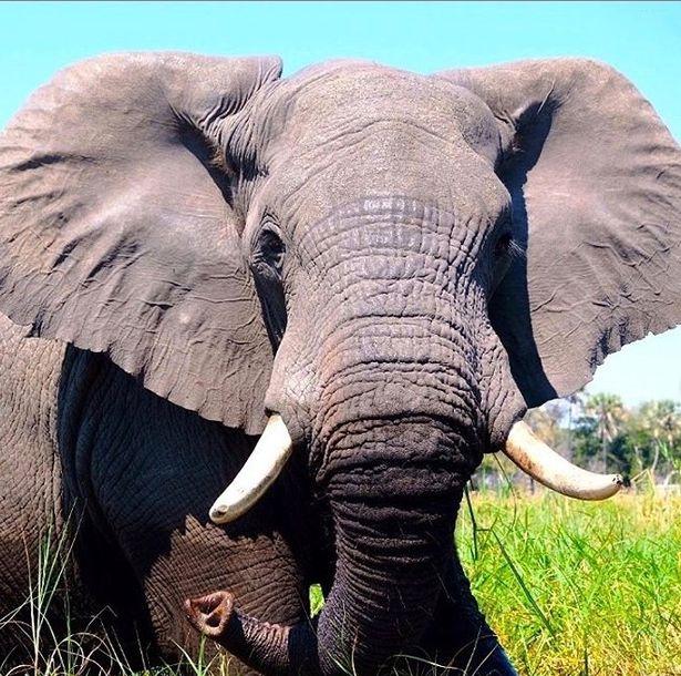 哈里王子摄影水平如何看看他和梅根在非洲拍的这些大象照片