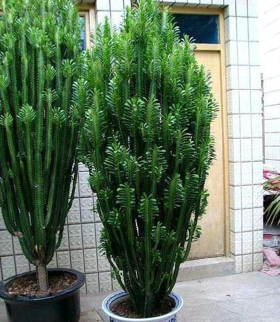 这4款绿植可镇宅辟邪,美化庭院,有钱人盆栽首选,好看又好养