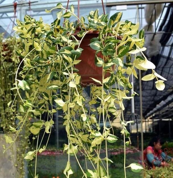 今年流行垂吊植物耐阴耐寒的4种花稍不注意就养成花帘子