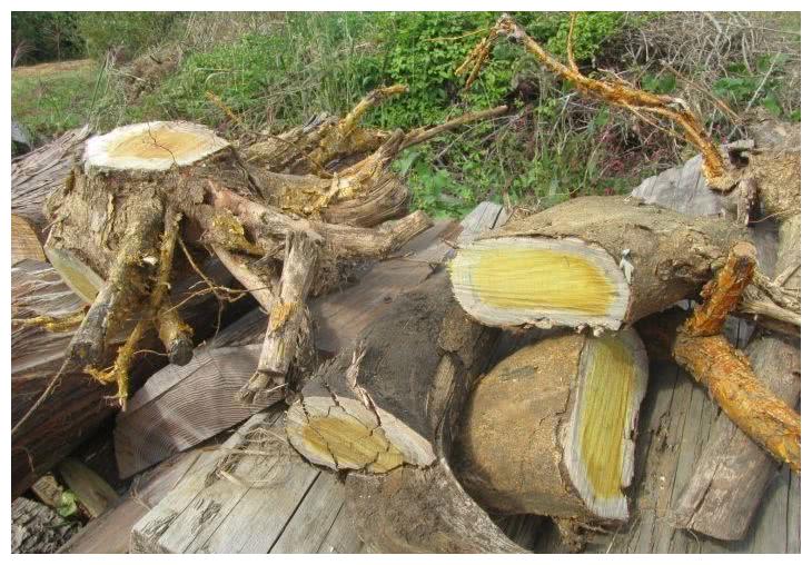 遇到这种树就赚了,曾用来做龙袍,人称"黄金木",如今快挖绝了