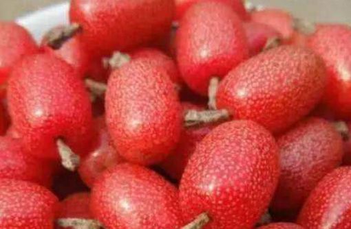 云南|橡子|八月瓜_新浪新闻