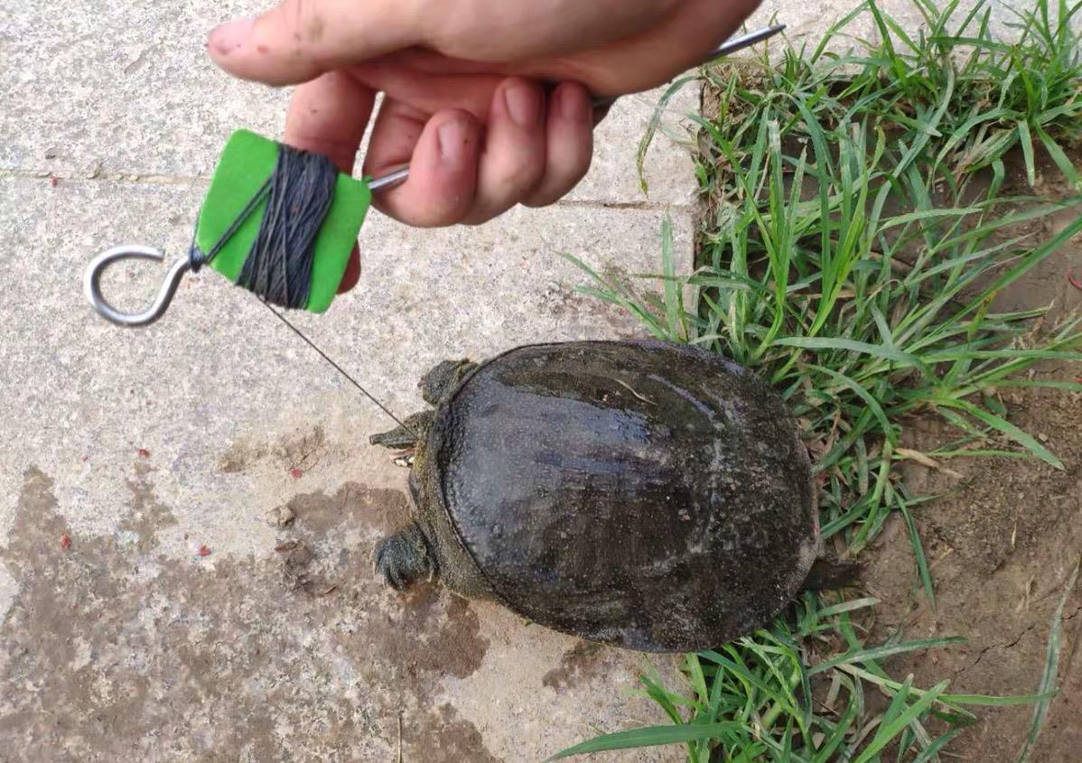 不要露出鱼钩的钩尖,这样,甲鱼在吃饵时就会将猪肝连鱼钩一起吞进肚子