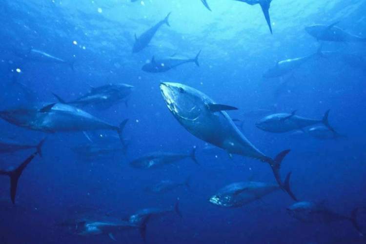 被称作海中熊猫的鱼,一条价值千万元,却被日本人吃到濒临灭绝