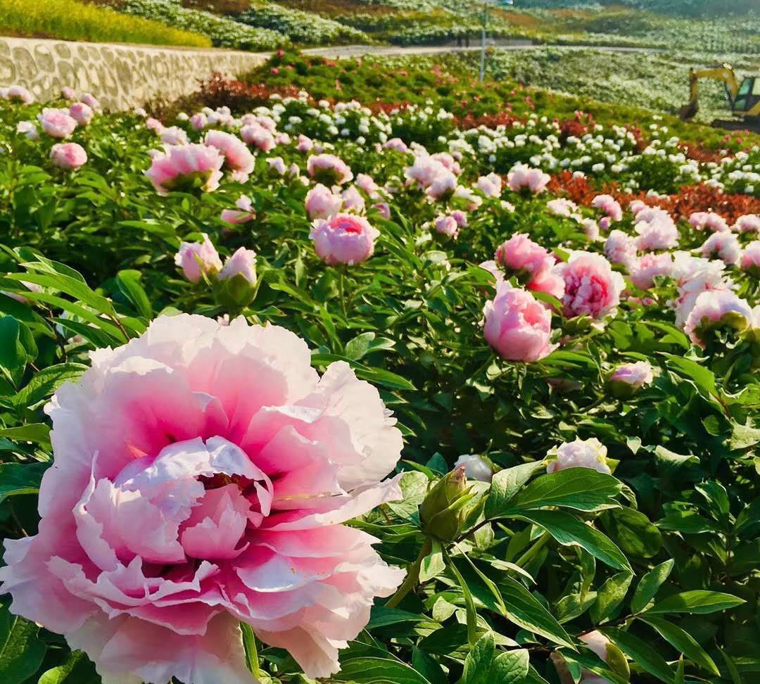 洋县万亩牡丹园一日游