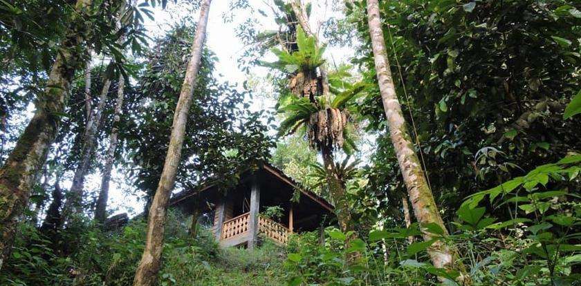 苏门答腊岛热带雨林风景!