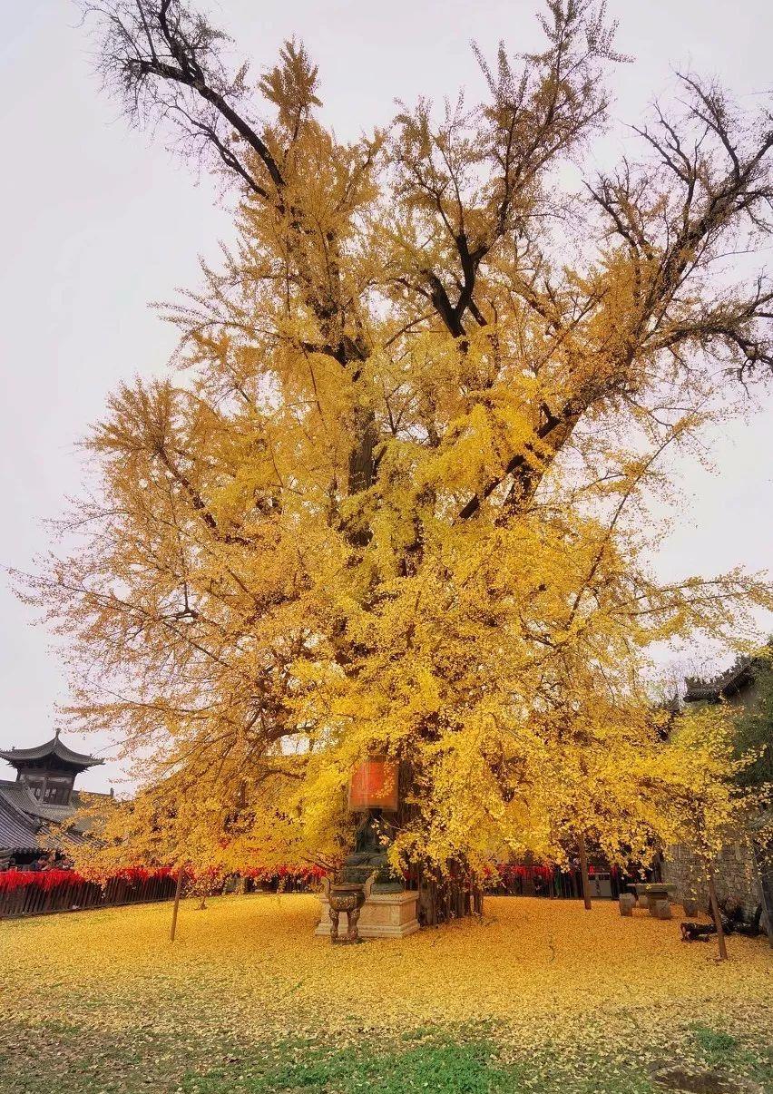 李世民栽了一棵银杏树美了1400年
