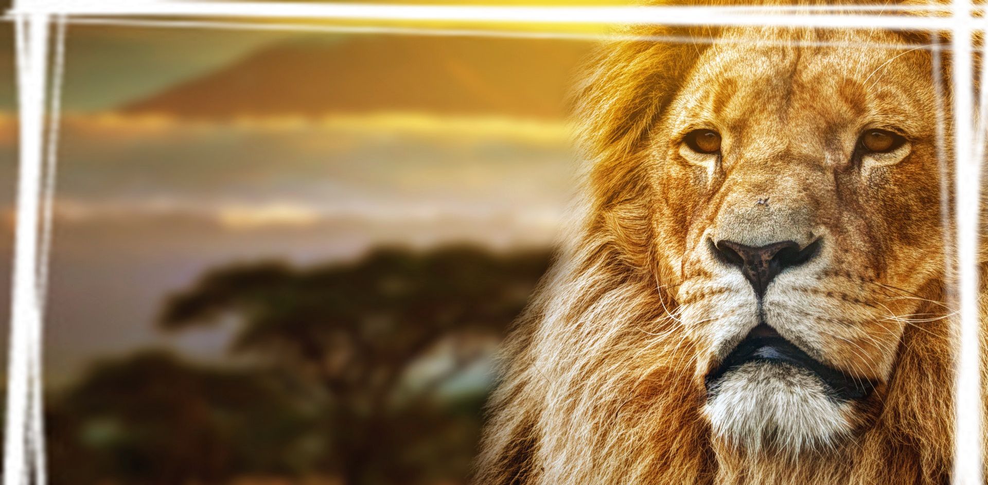 雄厚丛林王者狮子电脑桌面壁纸