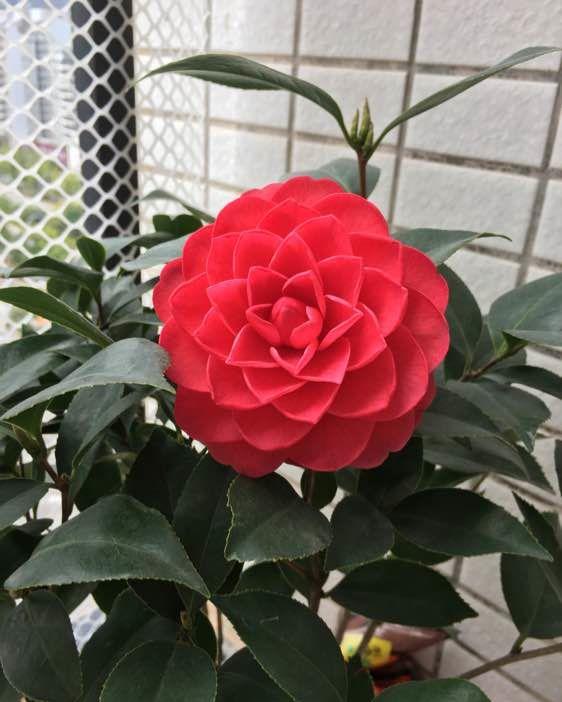 喜欢菊花不妨养盆山茶花六角大红花大色艳精美绝伦