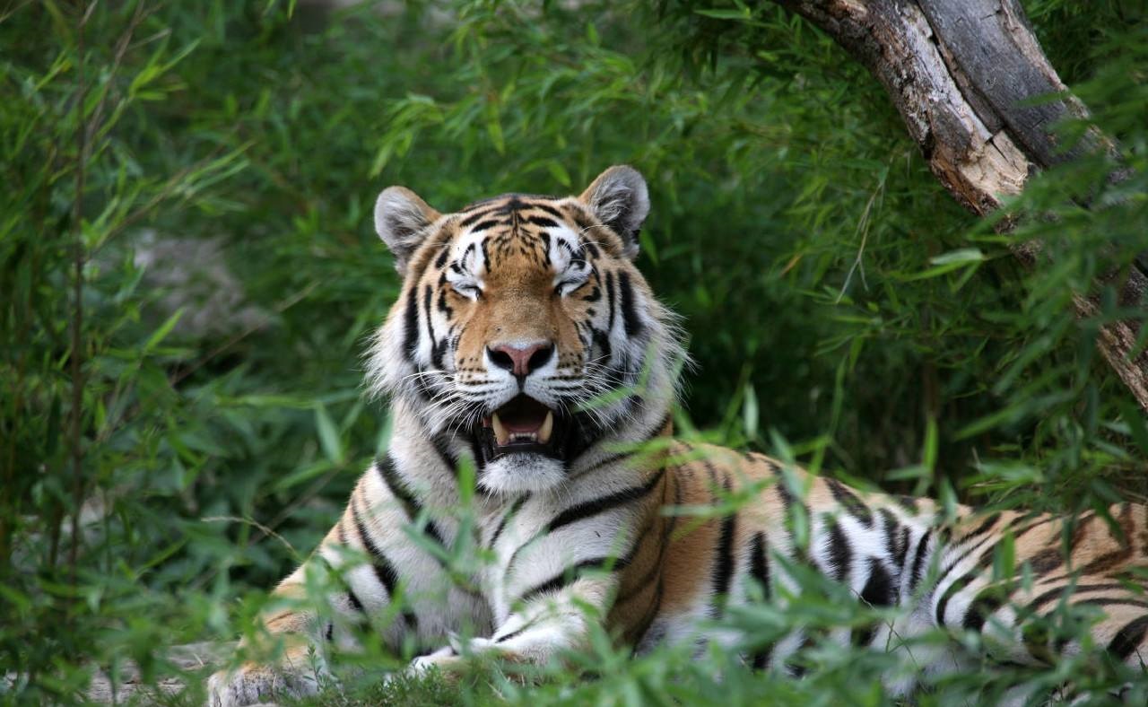 新疆古时是有老虎的,剩最后10只时,8只被猎杀2只正常死亡