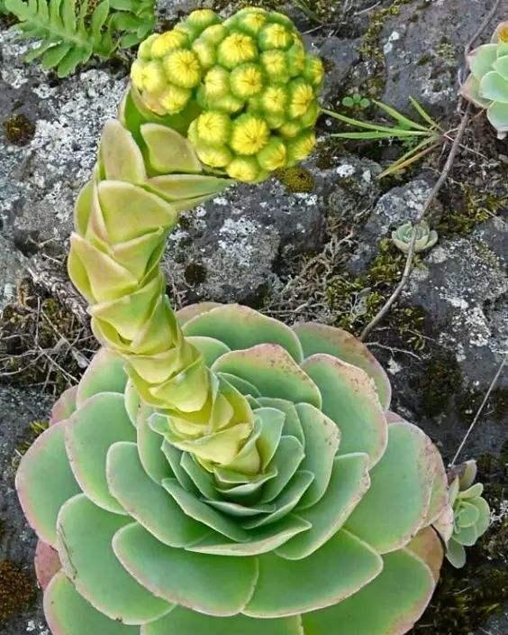 多肉中的"情种,这样养成老桩,比玫瑰花漂亮多了