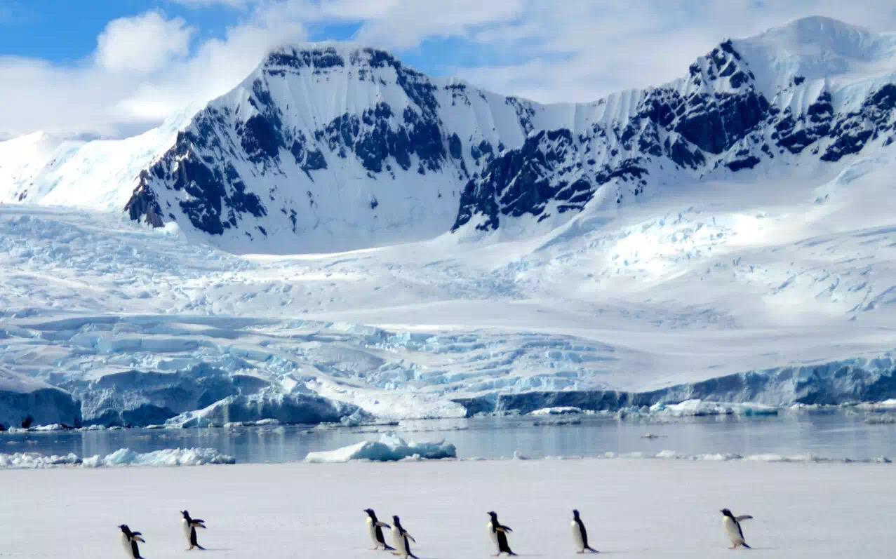 北极熊40年后灭绝?南极将会瓦解?我们到底会失去什么?