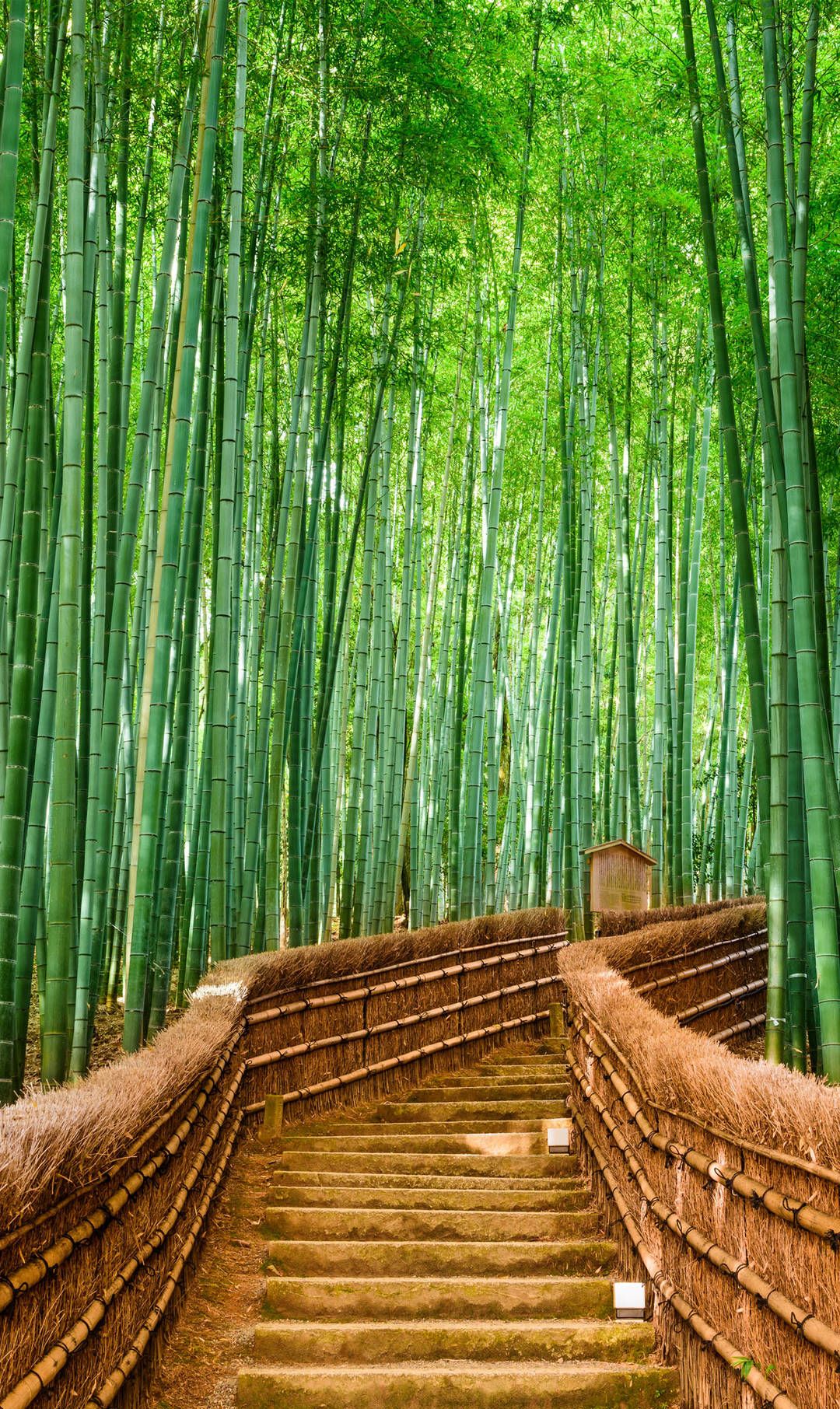 竹林壁纸超清全面屏 头条搜索