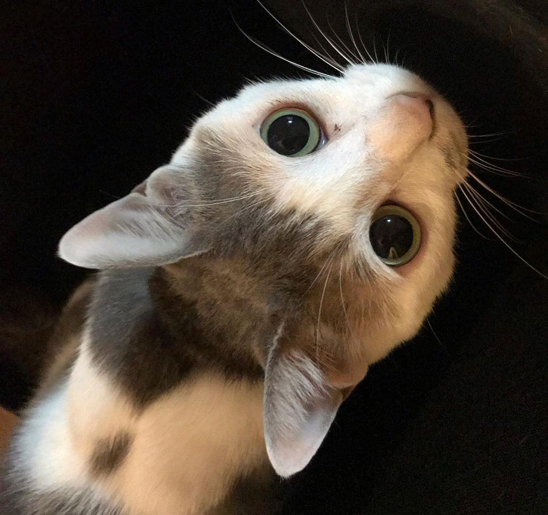 大眼萌喵天生颜值刘海,直接融化猫奴