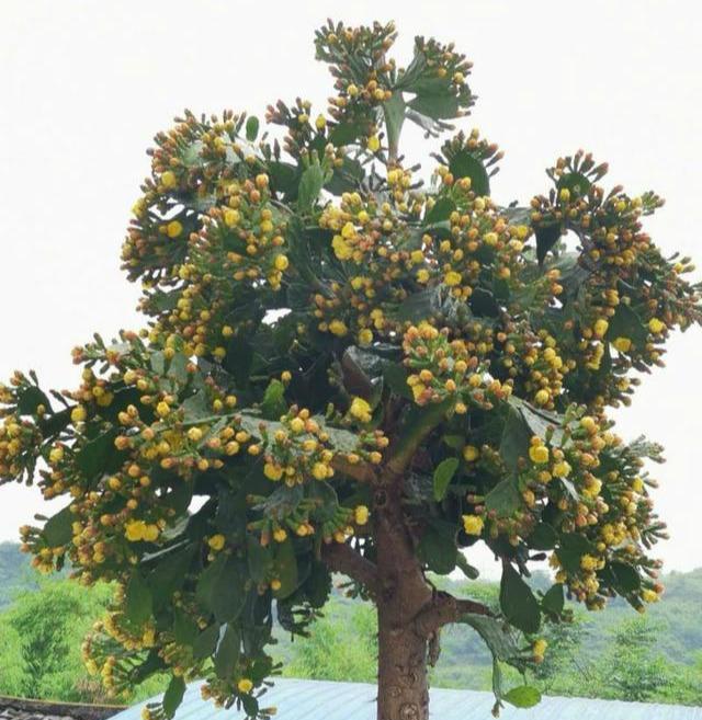 仙人掌也能长5米,变成"大老桩",花开满树,结一排"仙人果"