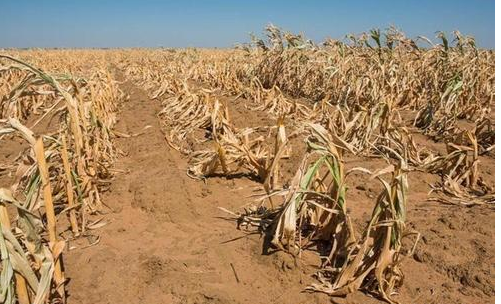 庄稼还没丰收就已枯萎,非洲农民蹲地里抹泪,各国专家前去指导