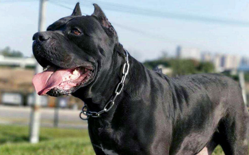 有"黑白双煞"之称的两种猛犬,斗狮捉野猪非常在行