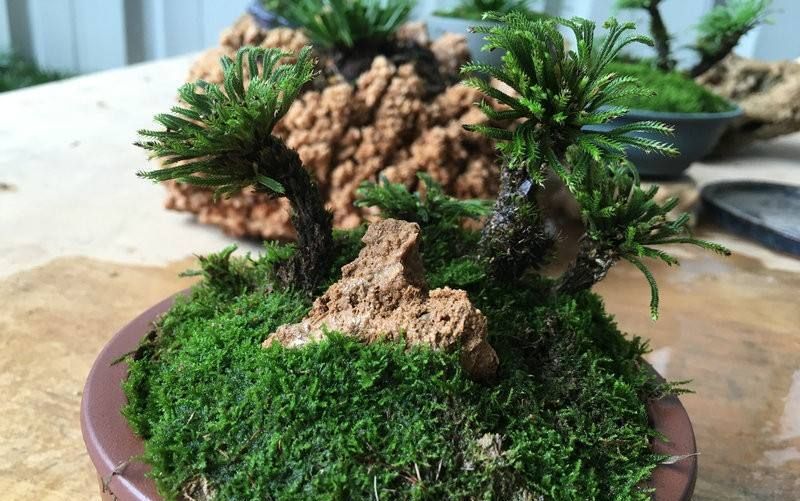 地钱和卷柏的区别快来了解一下