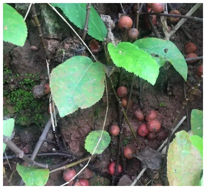 农村常见的野地瓜还有公母之分只有母的才会香甜多汁