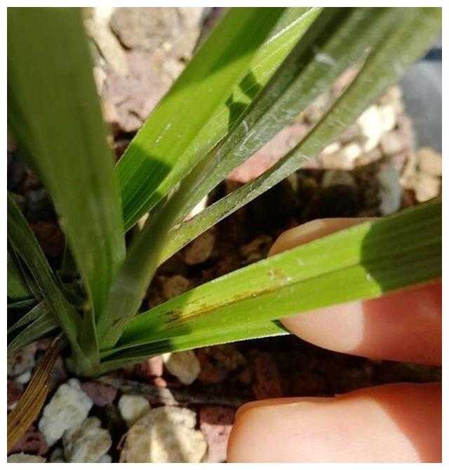 兰花喷雾叶面肥浓度过高烧叶了怎么办冲洗和喷雾芸苔素内脂